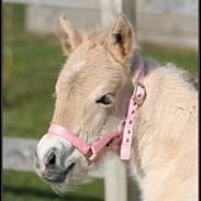 Anden særlig race Dunkans Galina 