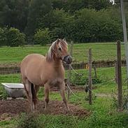 Anden særlig race Dunkans Galina 