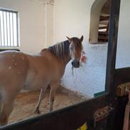 Anden særlig race Dunkans Galina 