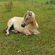 Anden særlig race Dunkans Galina 