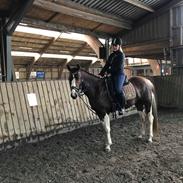 Pinto Ødegårdens Kasandra (Tidl. Lånehest)