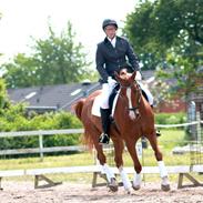 Anden særlig race Camelot