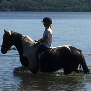 DSP Svanens Pokahontas