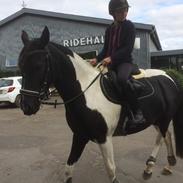 DSP Svanens Pokahontas