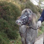 Knabstrupper Rughavens abby