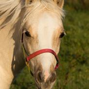 Welsh Pony (sec B) Sunny Hill Bell-Bell Sunlight / Bella