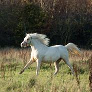 Welsh Pony (sec B) Sunny Hill Bell-Bell Sunlight / Bella