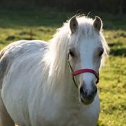 Welsh Pony (sec B) Sunny Hill Bell-Bell Sunlight / Bella