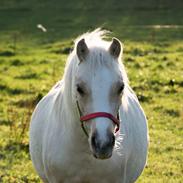 Welsh Pony (sec B) Sunny Hill Bell-Bell Sunlight / Bella