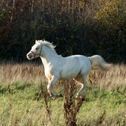 Welsh Pony (sec B) Sunny Hill Bell-Bell Sunlight / Bella