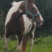 Pinto Dyrkærgård River dance