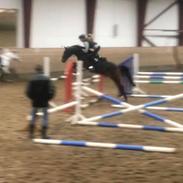 Hollandsk Sportspony Vagabond