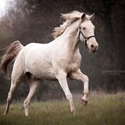 Palomino Elwood Blues / Woodie