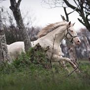 Palomino Elwood Blues / Woodie
