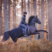 Welsh Partbred (Sec F) Hollywood's Bobby Brown 