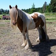 Irish Cob Nydals Dumbledore