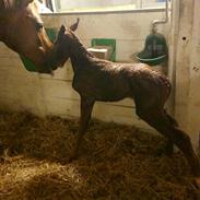 Dansk Varmblod Joy's gatsby