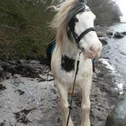 Irish Cob Disney