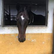 Oldenborg My Davinci 
