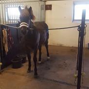 New Forest Harbogaards Total Temptation/Teddy