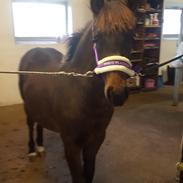 New Forest Harbogaards Total Temptation/Teddy