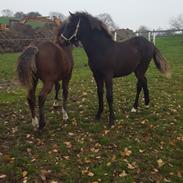 New Forest Harbogaards Total Temptation/Teddy