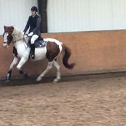 Pinto Indian Fire Dancer