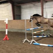 Welsh Cob (sec D) Enggårdens cirif