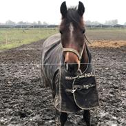 Anden særlig race Simba