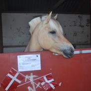 Fjordhest Ll. daurups bonnie