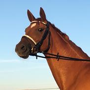 Tysk Oldenburger Belvedere