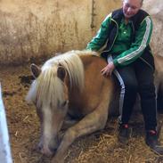 Tyroler Haflinger Angels Eyes