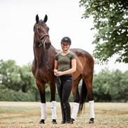 Dansk Varmblod JAP'S ROYAL DANCER