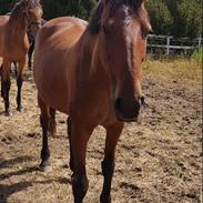 Dansk Varmblod Gavnbogaards Sofia