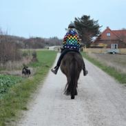 Islænder Embla fra Bakholm (Fartbøllen <3)