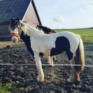 Tinker Nessa's Zantini (Ellienora) 