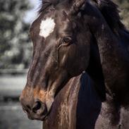 Oldenborg Bianca