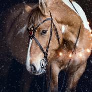 Irish Cob Crossbreed Toftgårds Amigo