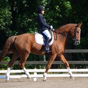 Tysk Oldenburger Lifestyle