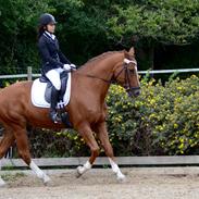 Tysk Oldenburger Lifestyle