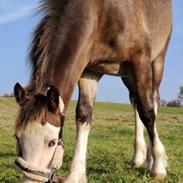 Welsh Cob (sec D) Bøgehøj's Miss Jardore