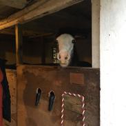 Welsh Cob (sec D) Bøgehøj's Miss Jardore
