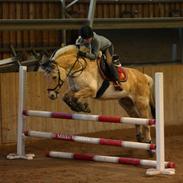 Fjordhest Ny Vestergårds Niclas