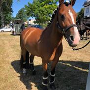 Anden særlig race Cassie