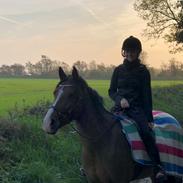 Anden særlig race Cassie