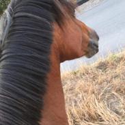 Anden særlig race Cassie