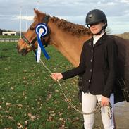 Hollandsk Sportspony Cognac