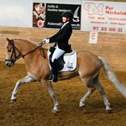 Haflinger Sting Classwei Af Åtte Bjerge