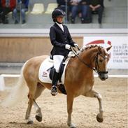 Haflinger Sting Classwei Af Åtte Bjerge