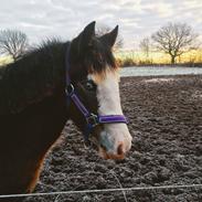 Welsh Cob (sec D) Bøgehøj's Miss Jardore